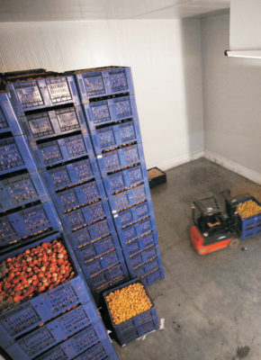 Camara frigorifica de fruta